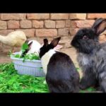 Funny Ducks playing with Cute bunnies and Eating Grass,Cute and Adorable animals
