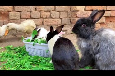 Funny Ducks playing with Cute bunnies and Eating Grass,Cute and Adorable animals