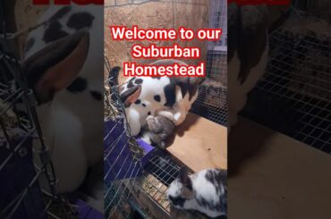 Baby Bunnies get Some Milk from Momma #cute #cutebaby #rabbit #bunny #farming #live #yummy #life #up