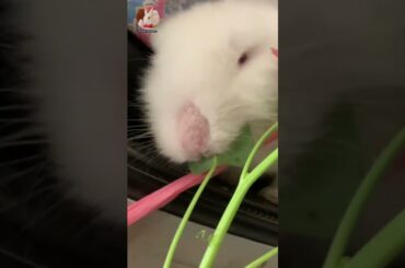 Cute Rabbit | Rabbit Videos