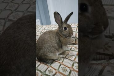 Short bunny rabbit #shortvideo #trendingshorts #viralshort #bunnies