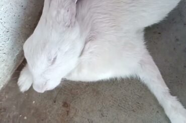 cute bunny|#bunny #rabbit #cutepets #animals #khargosh