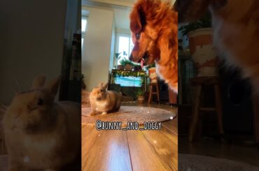 Bunny LIKES BALLOONS? #cute #pets #dog #bunny #rabbit #cutedog #funny #bunnies #cutebunny