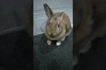 Cute bunny play short #trendingshorts #shortsvideo #viral #videoshort #shorts