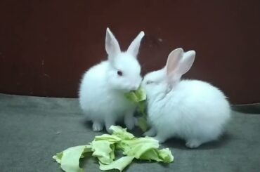 Baby Rabbit is eating cabbage|cute rabbit|baby Rabbit|Homebunny|.