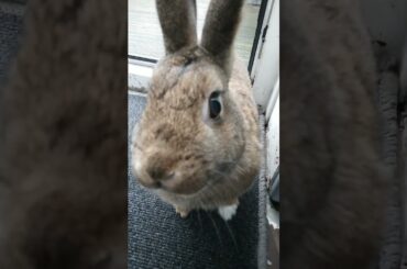 Cute bunny rabbitd #shortsbunny #shortsvideo #videoshort #pet