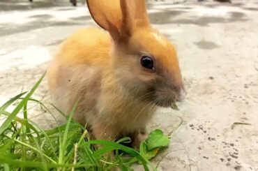 My 2 cute baby rabbit video