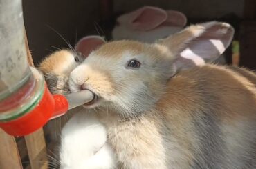 cute rabbit is drinking