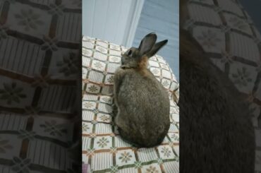 Khargosh Cute bunny #video #Shortvideo #viral #trending #pet