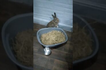 Cute rabbit shorts #khargosh #bunnies #shorts #trendingshorts #viral #videos