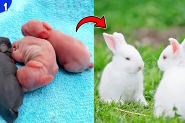 Rabbit Baby Growth Day By Day | Cute BUNNY