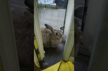 Cute bunny khargosh viralshort #shortvideos