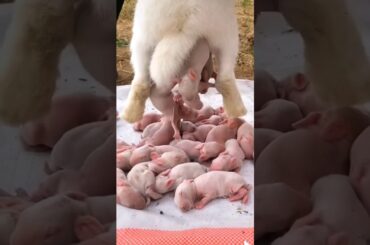 Rabbit growth - Baby BUNNY 1 To 15 Days