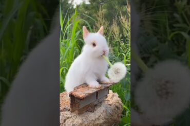 Cute Baby Rabbit #shorts #rabbit