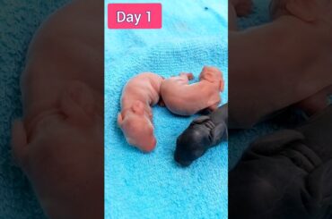 Rabbits Grow Up Day By Day | Baby Rabbit Growth Period #shorts #animals #bunny #rabbits
