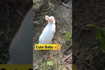 Cute Baby Rabbit