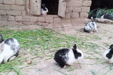 Cute Baby Rabbits | Easter Bunny | Funny | Rabbits | Bunny | Pets | Viral Video Rabbits