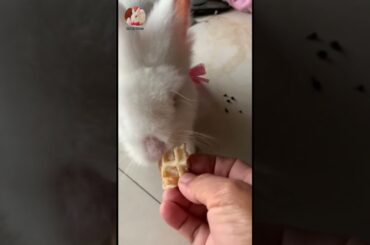 Cute Rabbit | Rabbit Videos
