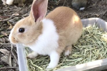 Have you ever met such a cute baby rabbit?