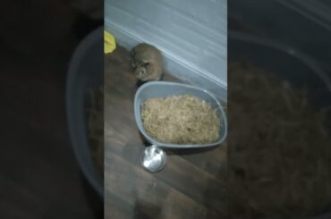 Cute rabbit bunny video #khargosh #videoshort #rabbit