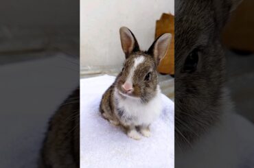 Rabbit Growth period - Baby rabbits grow Up #animals #shorts