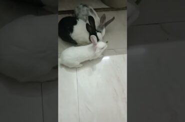 Cute Baby bunny#baby#shorts#bunny