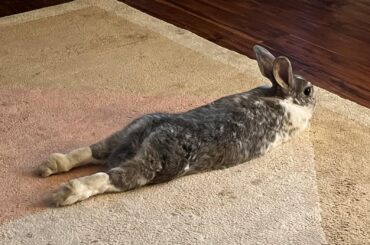 Baguette with 2 drumsticks