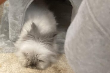 Recently found this sub, thought I might contribute. This is my boy Ducky and some of my favourite Duck noodles! (You’ll notice he really like to stick his face in things lol)