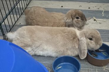 This boy, I swear. Is a ceramic bowl really a good chin rest?