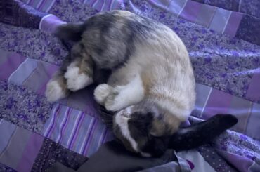 Butters the snuggle bun