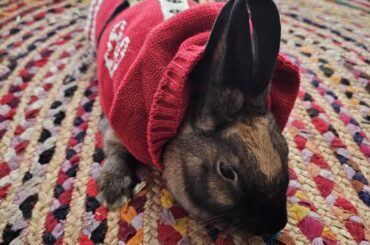 Santa Bunny says Merry Christmas .