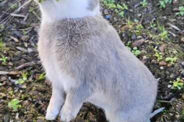 Teddy loves his parsley