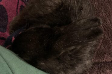 Just got recommended this sub and wanted to share some cute pics of my late bun Batman 🖤