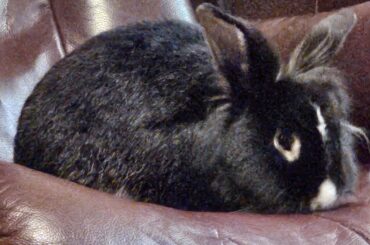 I've been bunboozled