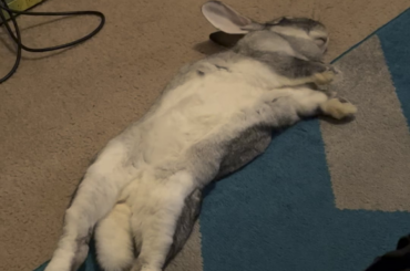 Another extreme flop from Bugs!