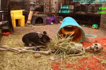 Squirrely Girl Callie