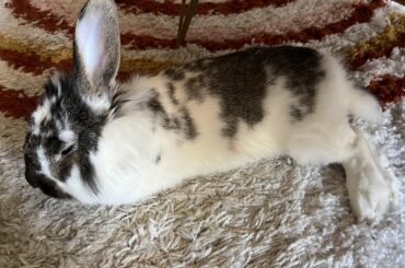 Milo the sleepy hop noodle 🐰