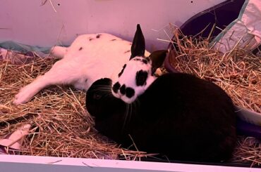 Void bun = pillow, apparently.