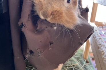 Chester chews small holes in this curtain and jams his head through. He’s gotten stuck once already. I have to cut vertically up to each hole so he can’t get strangled.