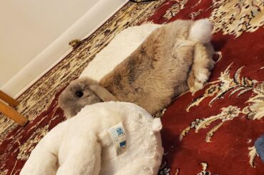 partial flop (so she can still give the toy kisses)