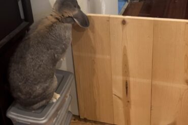 Sometimes it feels like I have two rabbits and a velociraptor