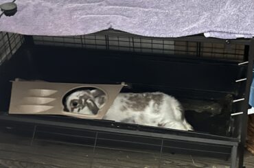 Lavender has the whole bedroom yet rips up the platform and stretches underneath.