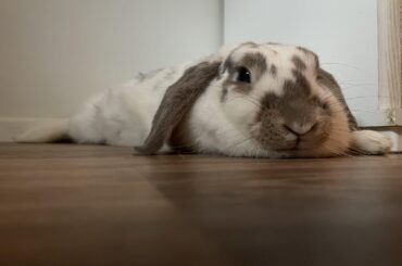 Mirror mirror on the wall; show me the flattest hopnoodle of them all: