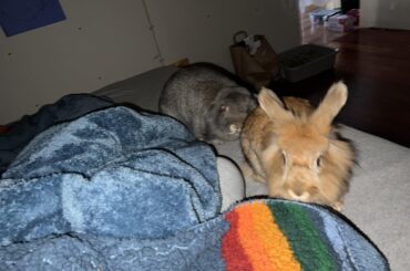 I caught these gremlins stealing fruit off my computer desk at 5:30am, and they had the audacity to follow me back to bed and demand an early breakfast.