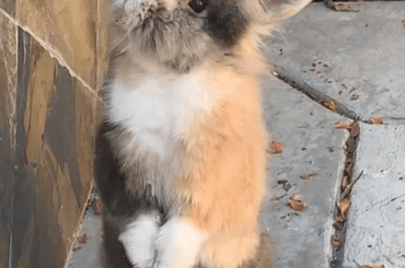 He was watching the birds in the bird feeder