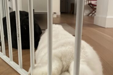 I love when she sticks her feet through the gate🥰