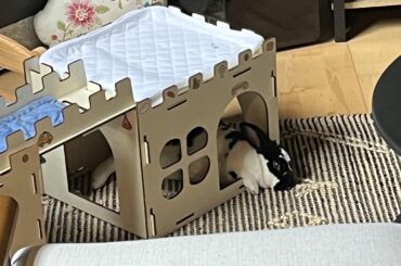 Lil dude needs a bigger castle