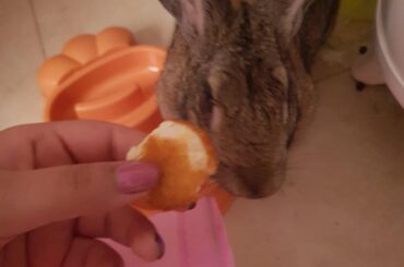 I stole and ate mom's chicken nugget after she went to the bathroom