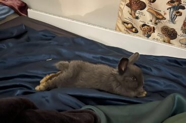 Here’s my baby noodle, she’s even flopping on her sister