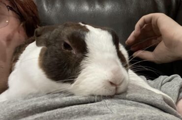 Sleepy cuddle noodle